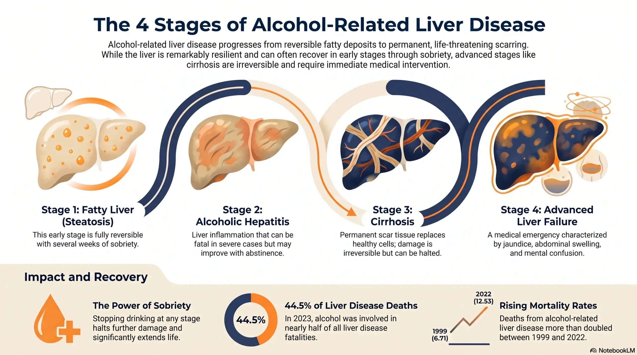 Infographic "The 4 Stages of Alcohol-Related Liver Disease" tracing progression from Stage 1 fatty liver (steatosis) through Stage 2 alcoholic hepatitis and Stage 3 cirrhosis to Stage 4 advanced liver failure, with data showing sobriety halts damage, alcohol was involved in 44.5% of 2023 liver disease deaths, and mortality more than doubled from 1999 to 2022.